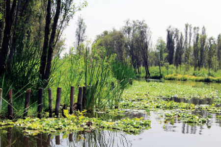Natural Pond Aquaponics Image